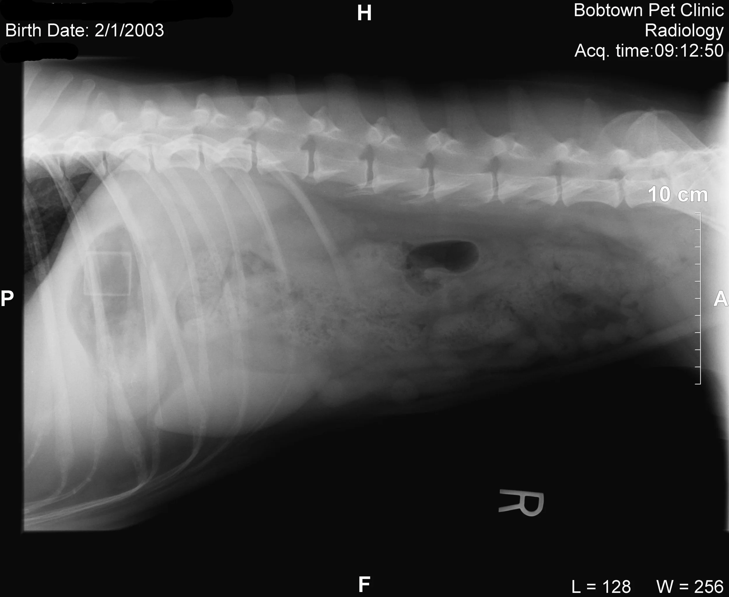 This is an x-ray of a normal golden retriever, actually my dog. The abdomen is normal except for the square foam block in her stomach. Note how small the black area is around the block. This is a normal small stomach. 