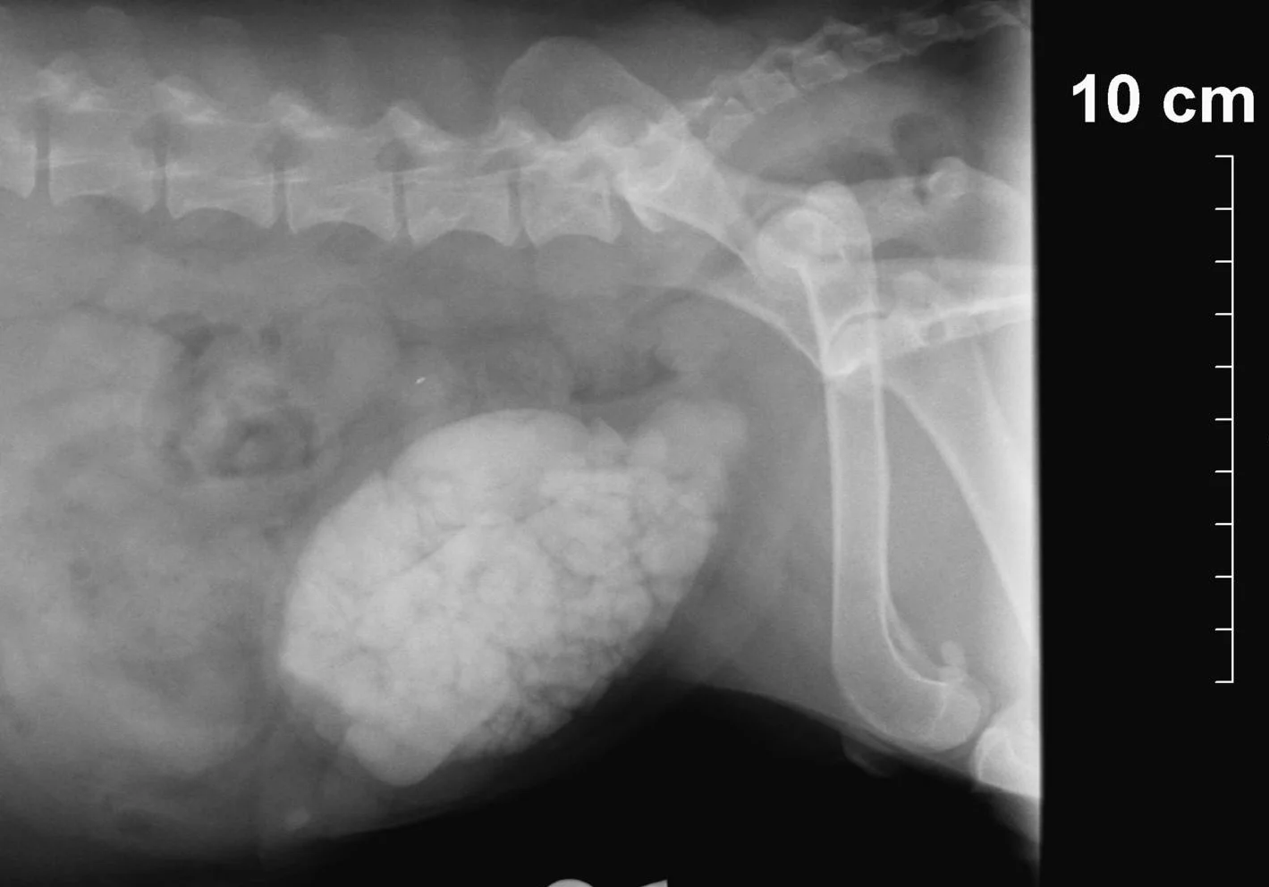 This is the initial X-ray we took. The large, white, oblong structure in the middle of the picture is the bladder filled with many stones of varying size. 