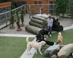 Dogs_running_free_at_barndarrig_kennels,_dog_kennels_barndarrig_wicklow_ireland.jpeg.jpeg