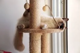 cat tree.jpg