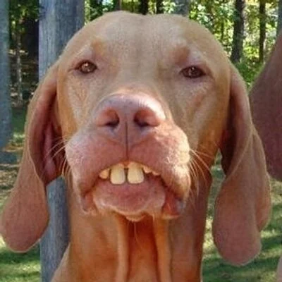 dog2_400x400.jpg