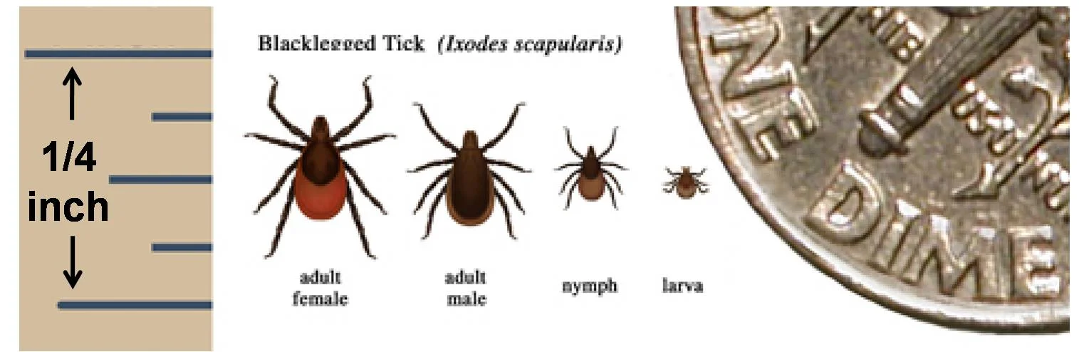 Deer_tick_Ixodes_scapularis.jpg