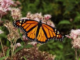Monarch Butterfly workshop on Aug 30th at 10:30am‏