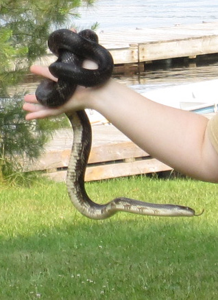  black ratsnake - largest snake in Canada 