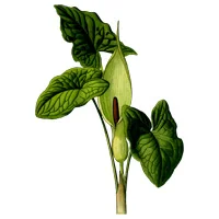 Muskoka Conservancy Native Plant Sale