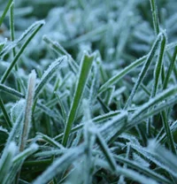 Frost Advisory