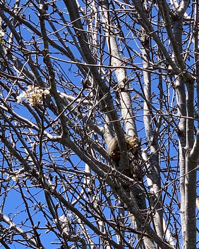 Squirrel 🐿 hiding up in our tree from our dog