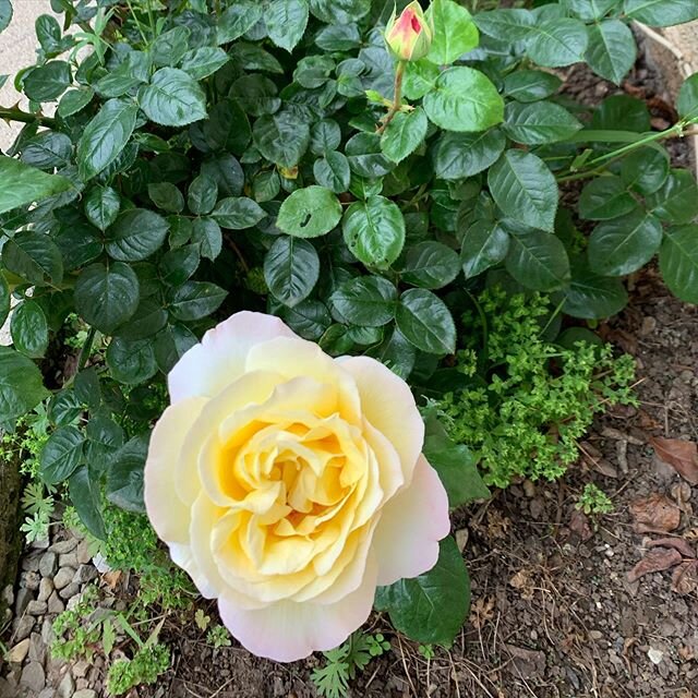 Blooming Yellow rose