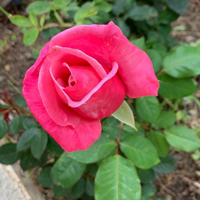 Blooming  Pink rose