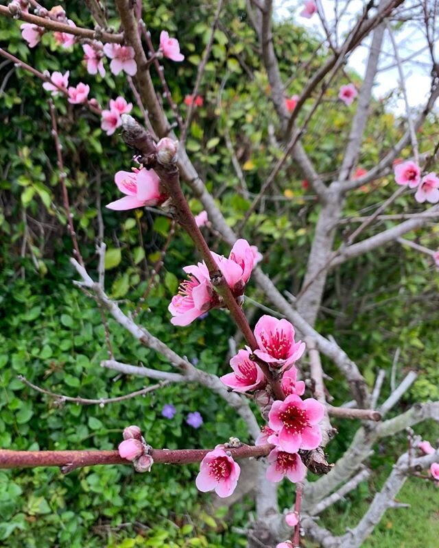 Blooming white nectarine tree