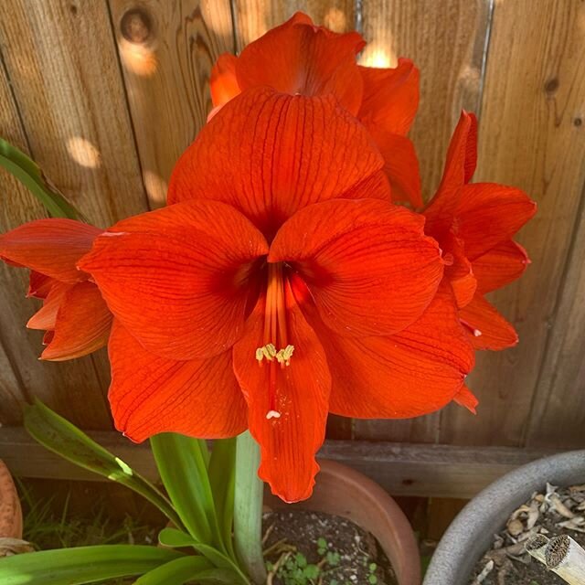 Amaryllis blooming gorgeously right now. From bulbs as a gift from my student 20 years ago