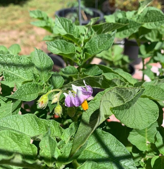 Irish potato, home harvesting