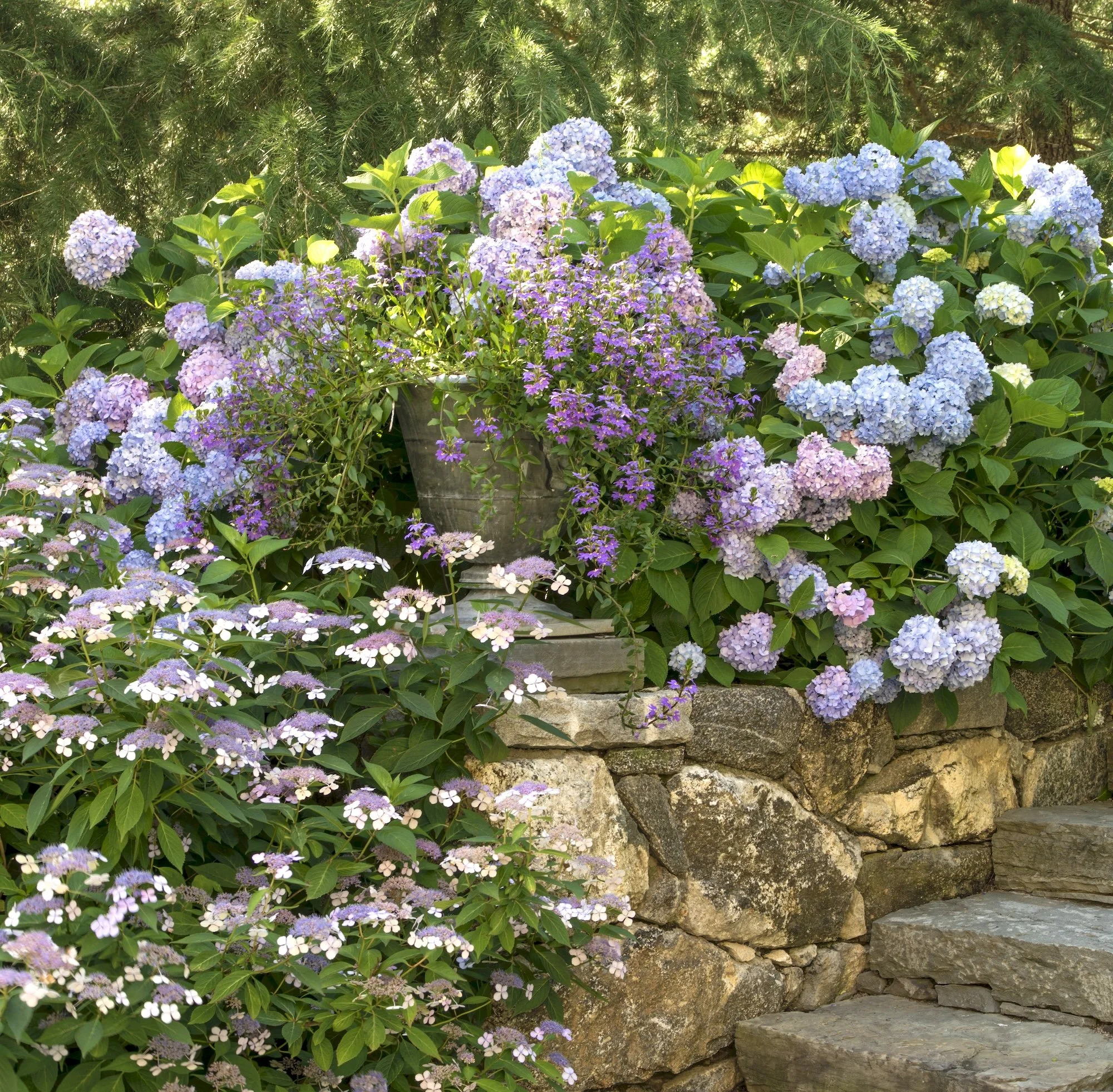hydrangea barn crop copy.jpg