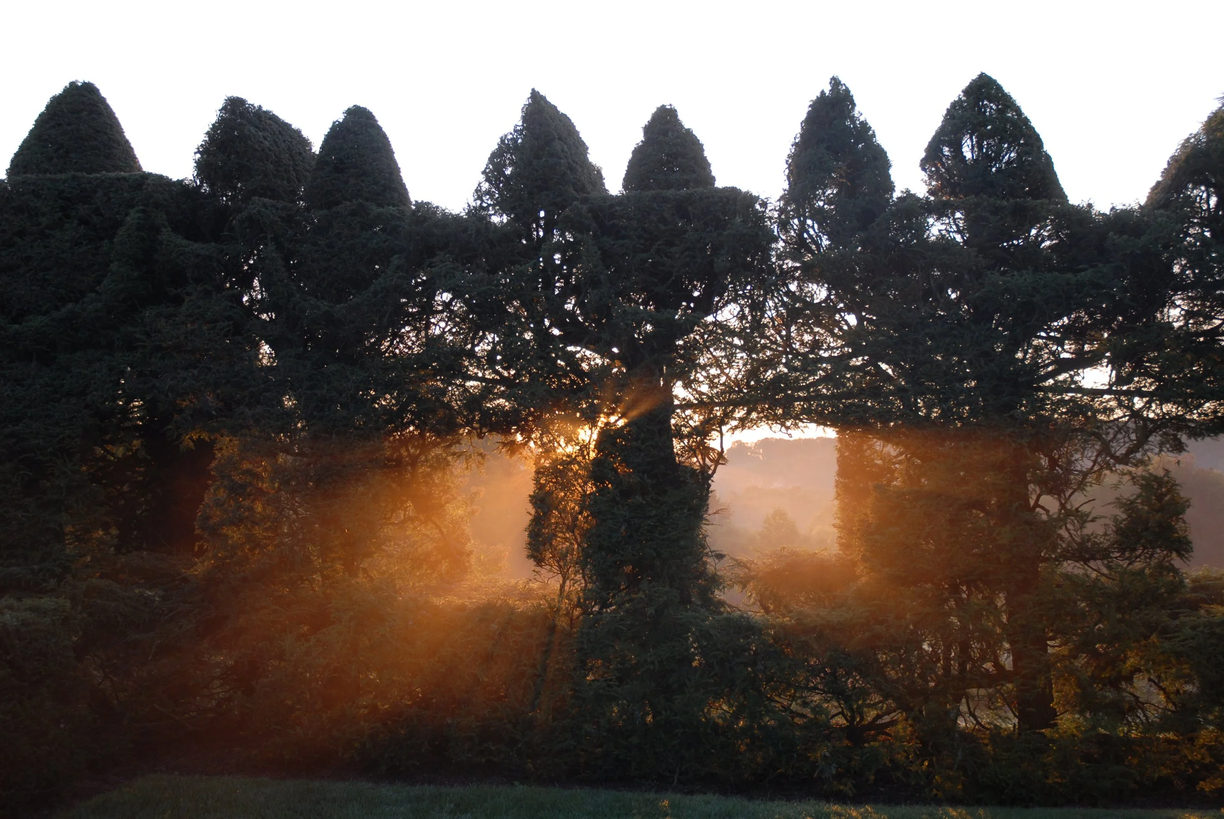 Ladew hedge 2 copy.JPG