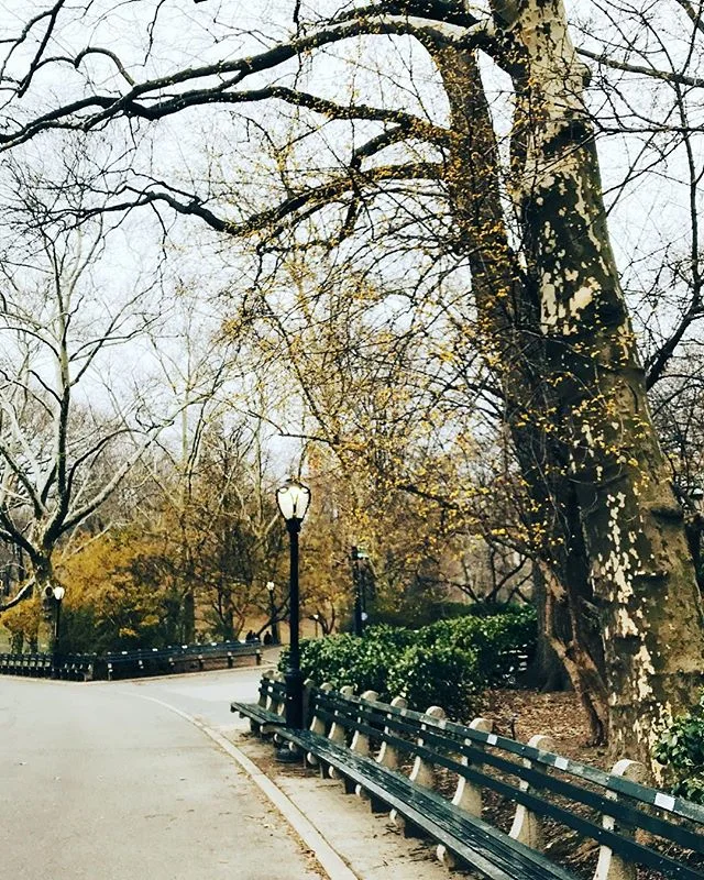Yesterday I found forsythia in the park. Today, well, let&rsquo;s just not talk about today. #vernalequinox #beforethestorm