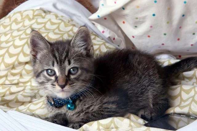 A lil vintage Ron for ur #internationalcatday viewing pleasure
