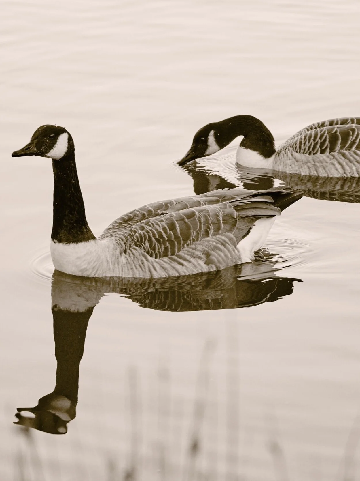 HEATHER THE GOOSE.  A Story of Friendship, Loyalty, Teamwork, and Feathers.