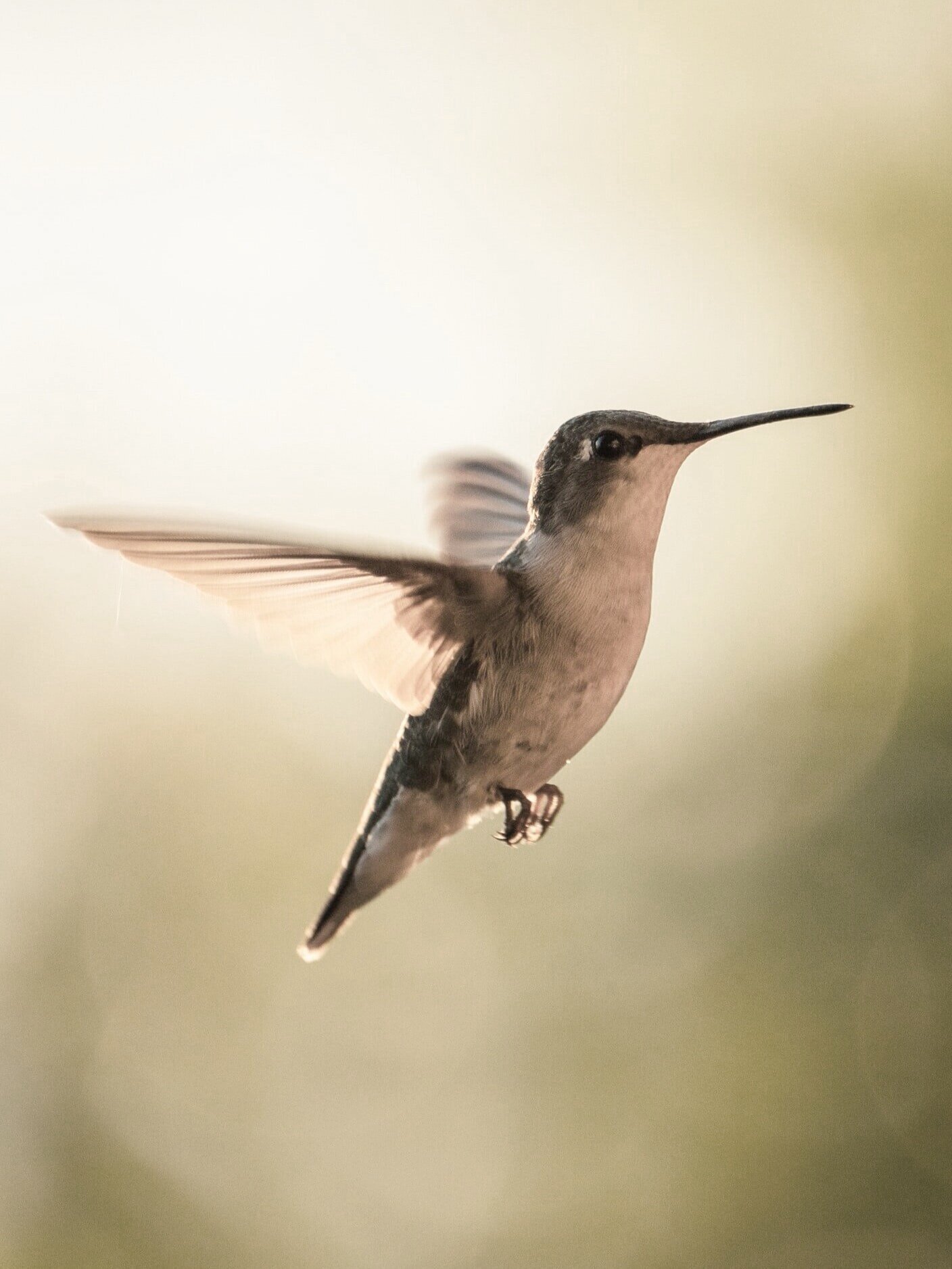 WAITING FOR THE HUMMINGBIRD.  Big Blessings That Come In Tiny Packages.