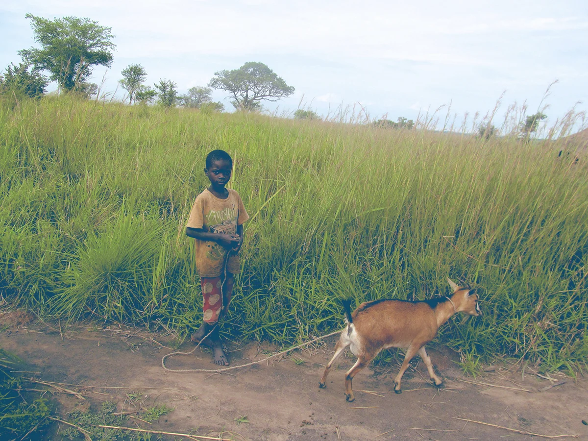 2014 This goat will be a big asset to this little boy's family