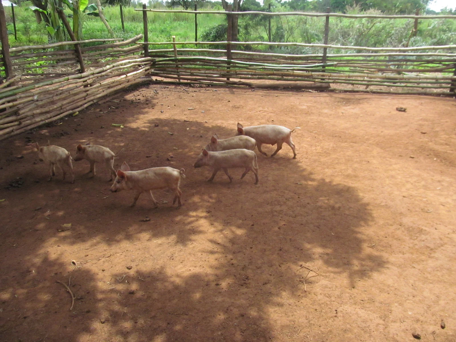 2015 The first litter of piglets to begin the St. Catherine's Empowerment Piggery Project