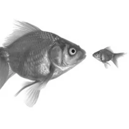 little fish big fish.jpg