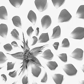 deconstructing bloom