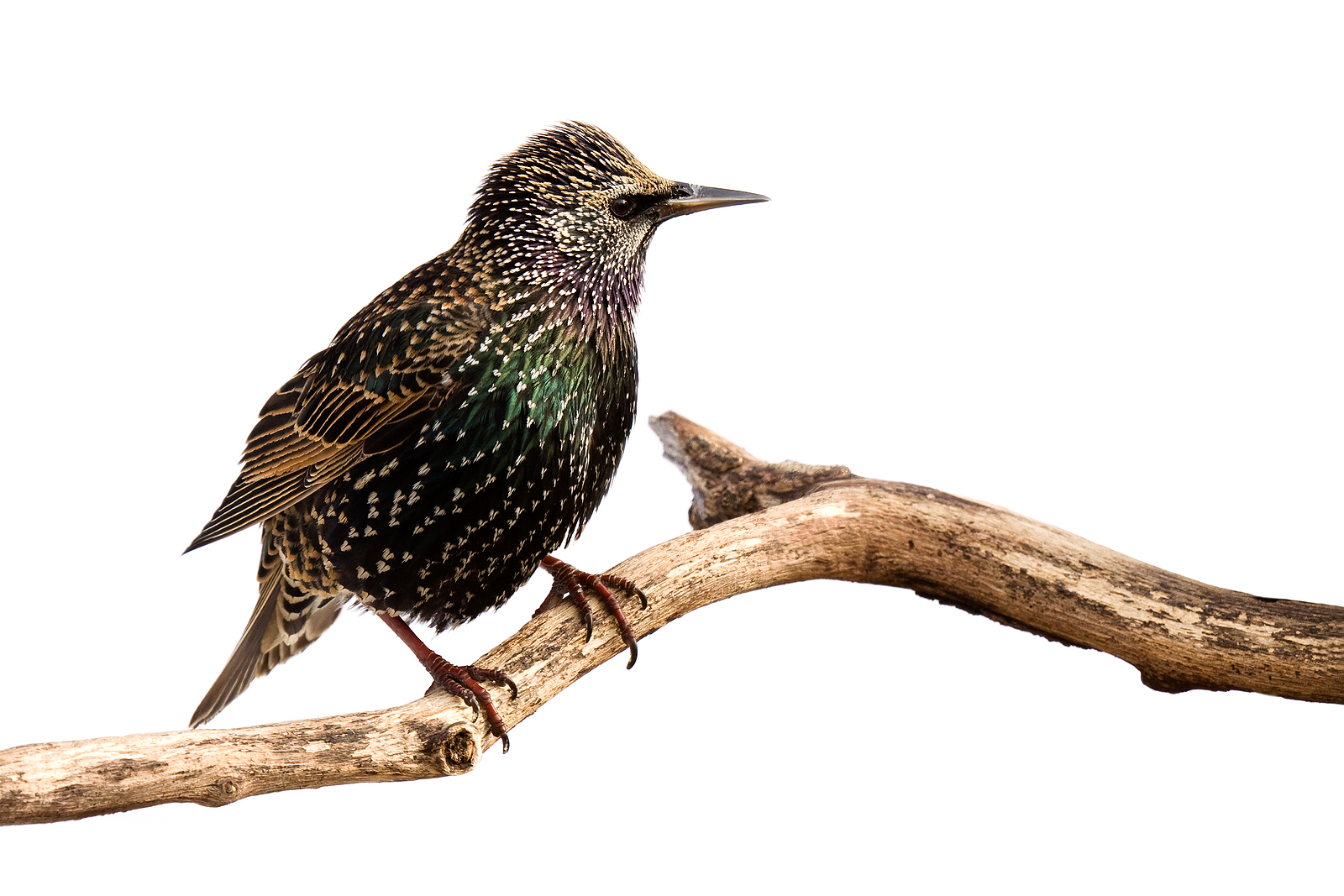 Starlings – A medium sized migratory bird which travels and roosts in large numbers. Though more commonly found in trees, when Starlings occupy your façade or facility the noise and mess can be trying. 