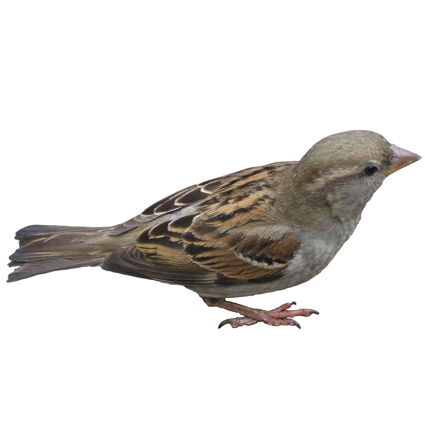 Sparrows – The smallest of our targeted pest birds, Sparrows find their way in to buildings and struggle to find their way out. Netting systems keep these pest birds out of spaces as small as ¾” to eliminate nesting and roosting on ceiling beams and rafters of hangars and indoor locations or in rooftop HVAC systems and decorative features on historic buildings. 