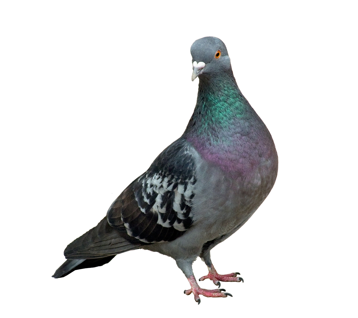 Pigeons – The majority of our work focuses on the elimination of problems associated with Pigeons. Though beloved by those who keep and care for them, the minor and significant infestation of these so-called “flying rats” leads to costly problems for a facility and should be expeditiously addressed. Pigeons reside on sheltered, recessed ledges such as those on historic buildings and under roadways and bridges in and around urban areas. 