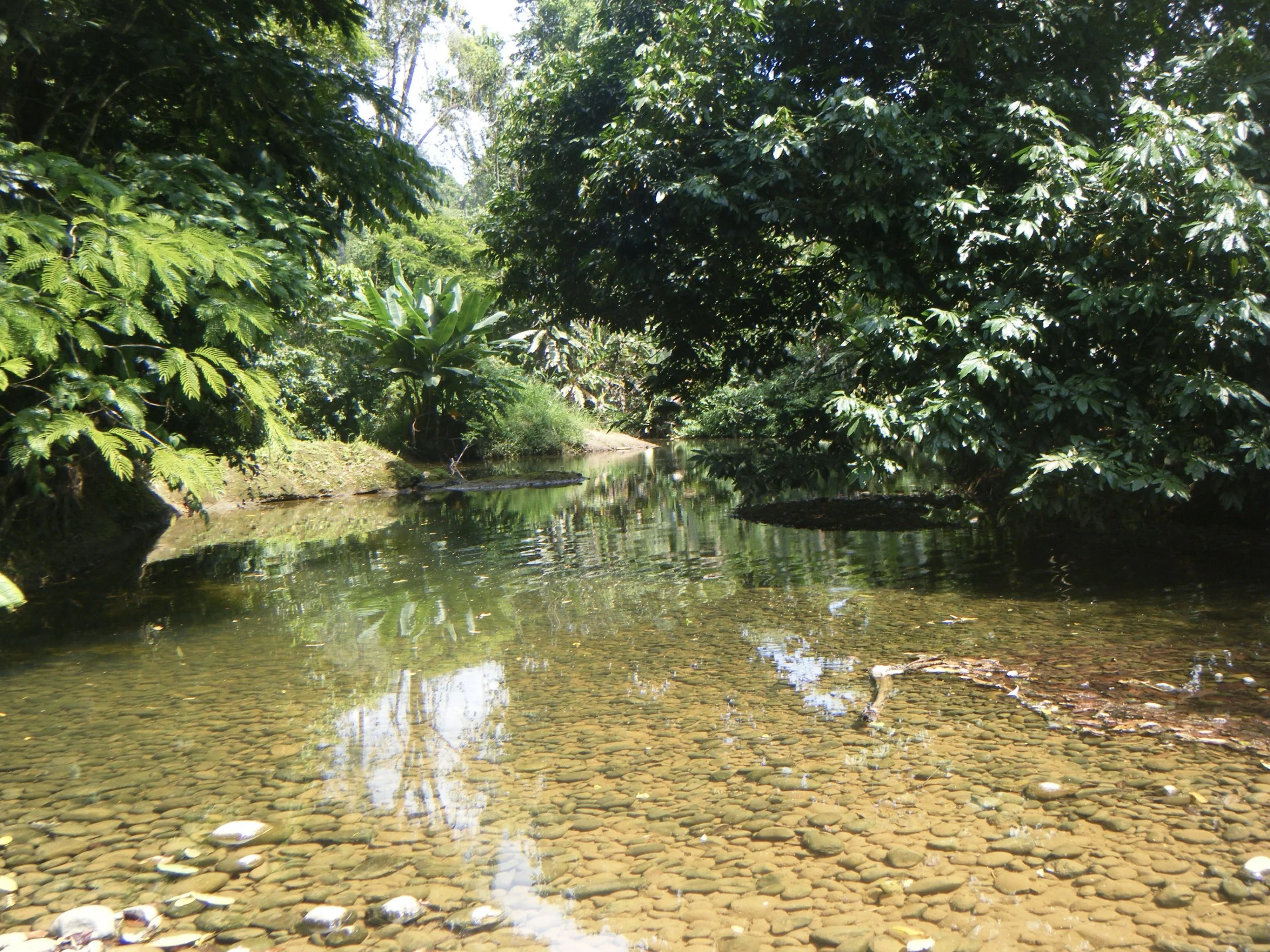 Clear river and tropical forest at SEED, an ecological land-based community in Costa Rica with reliable water and forest coverage.