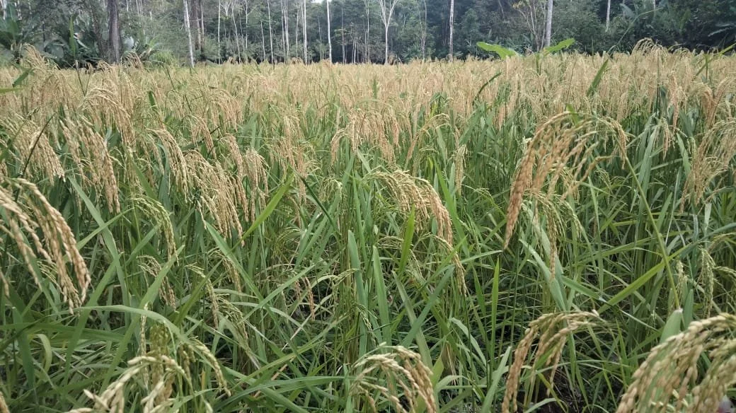 Small-scale food production at SEED in Costa Rica, where gardens, fruit trees, healthy soil, and regenerative land practices support daily life.