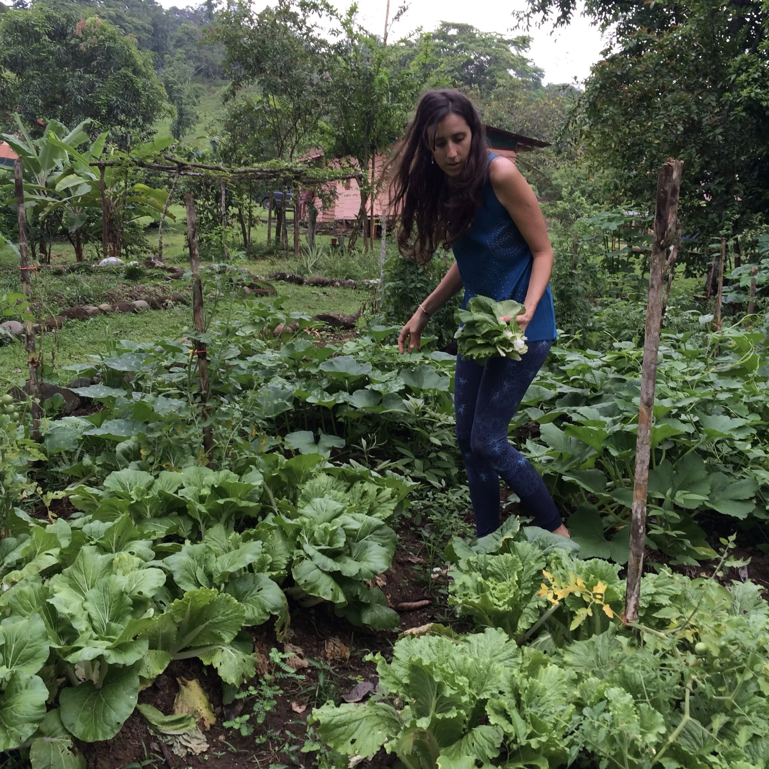Garden harvest at SEED in Costa Rica, where daily life is connected to shared land, food systems, forests, and ecological stewardship.