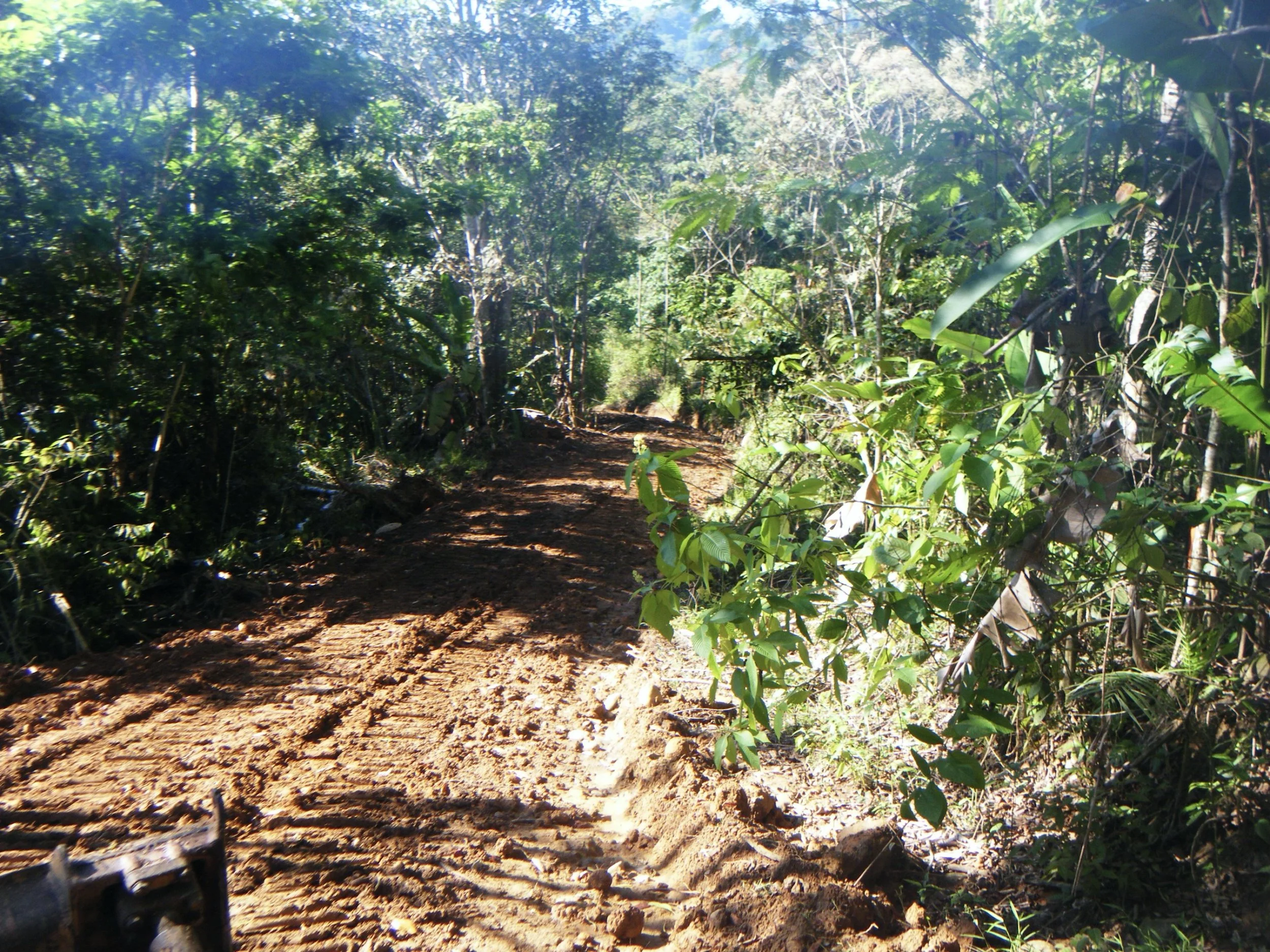 Forest access road at SEED in Costa Rica, part of the shared infrastructure maintained through community agreements.