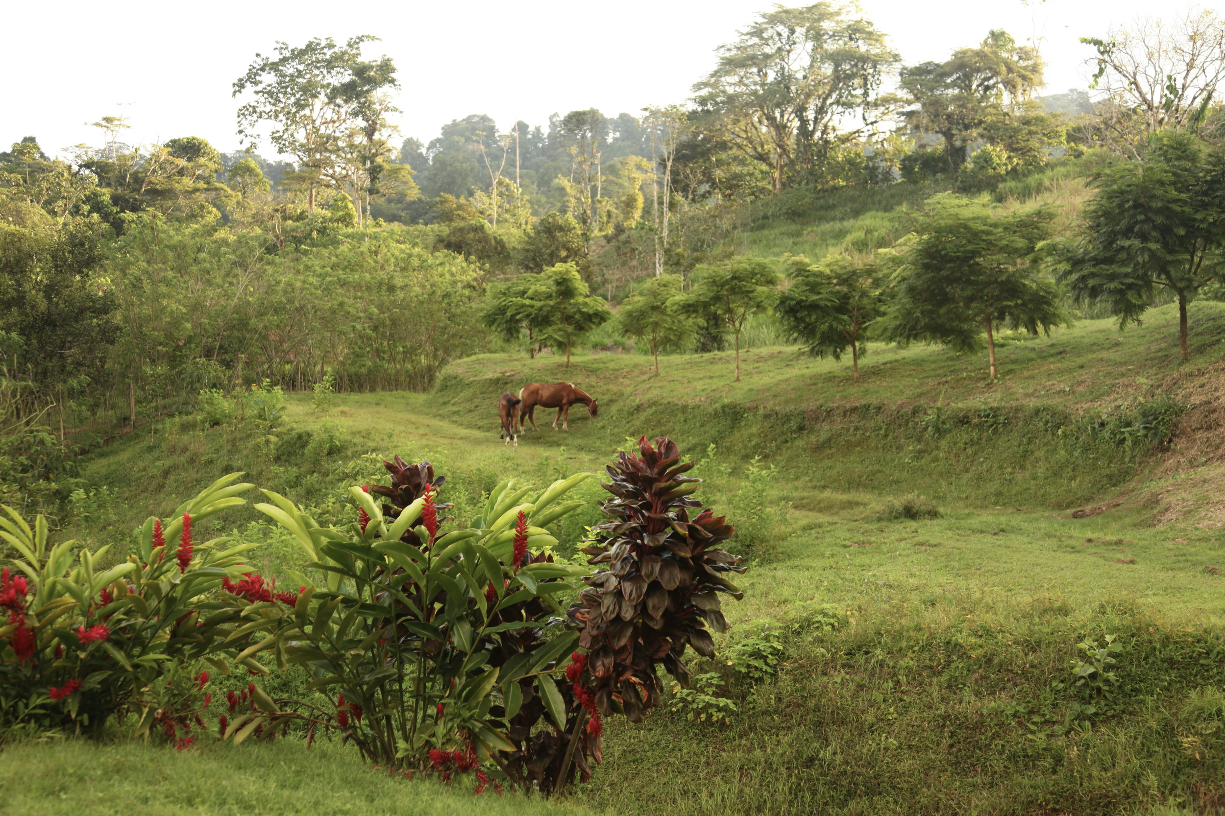 Shared green landscape at SEED in Costa Rica, an intentional land-based community with private homes, common areas, and ecological stewardship.
