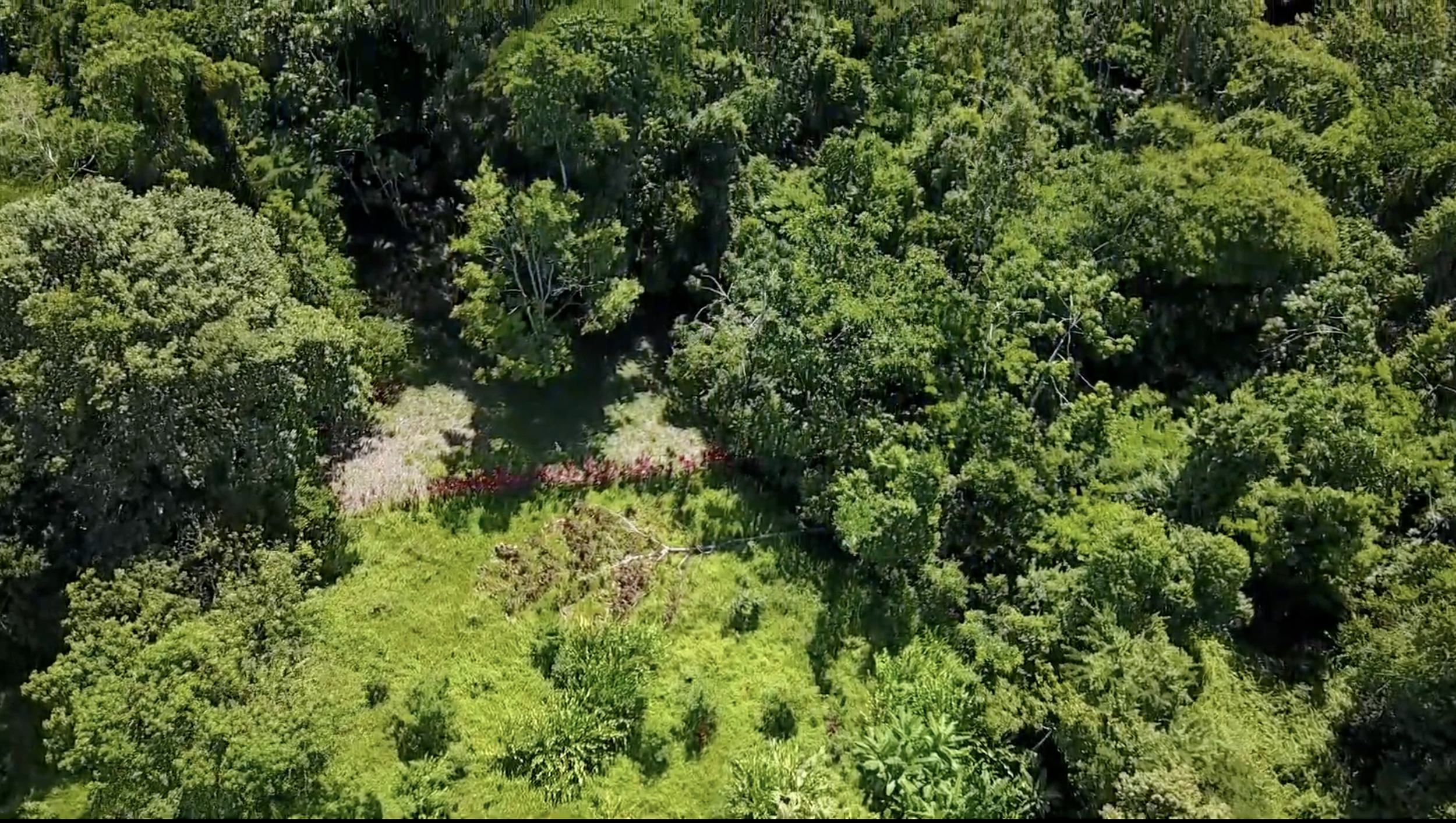 Residential lot at SEED, a land-based ecovillage in Costa Rica with space for a home, garden, forest, and shared ecological infrastructure.