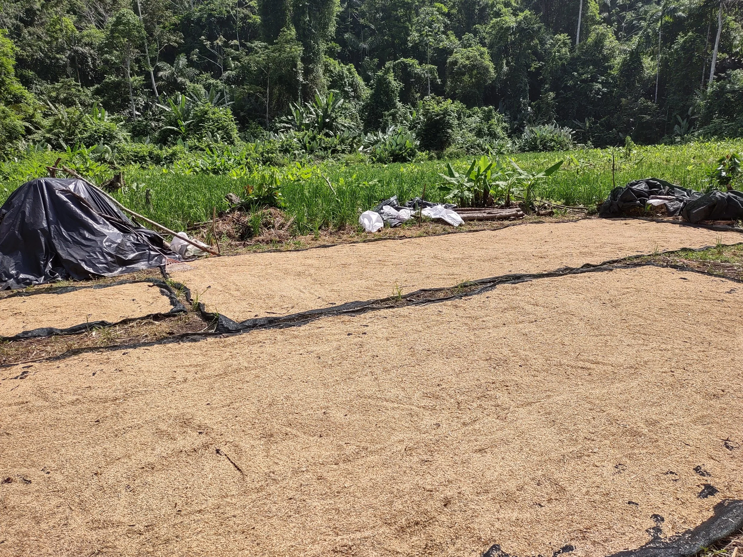 Drying rice or staple crop at SEED in Costa Rica, showing ongoing land stewardship, food production, and shared care of the land.