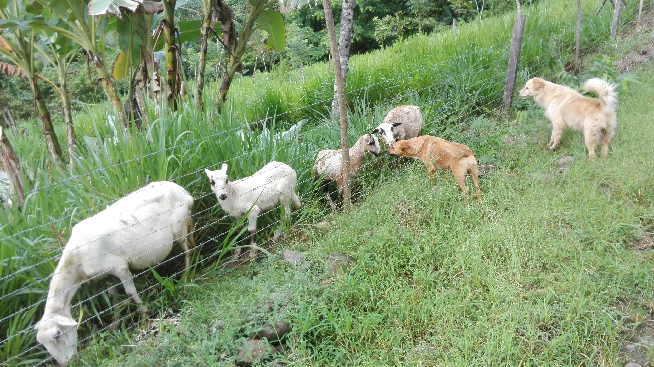 Communal animal system at SEED, a land-based ecovillage in Costa Rica with shared food forests, staple crops, and working land systems.