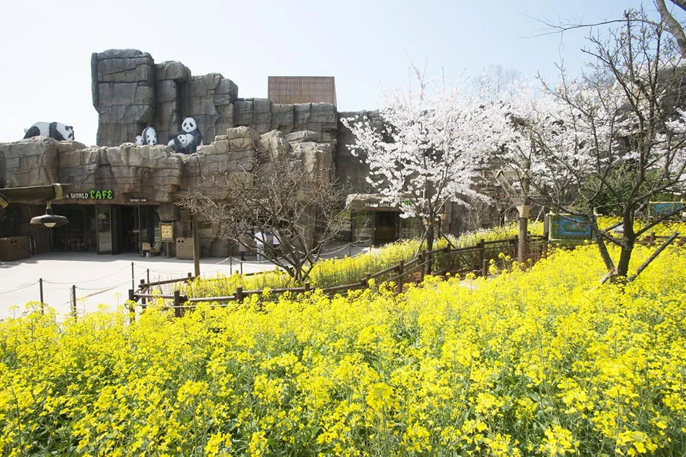 entrance_area_panda_landscape_frank_dan_pearlman.jpg