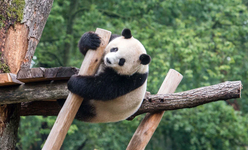 mengmeng_panda.jpg