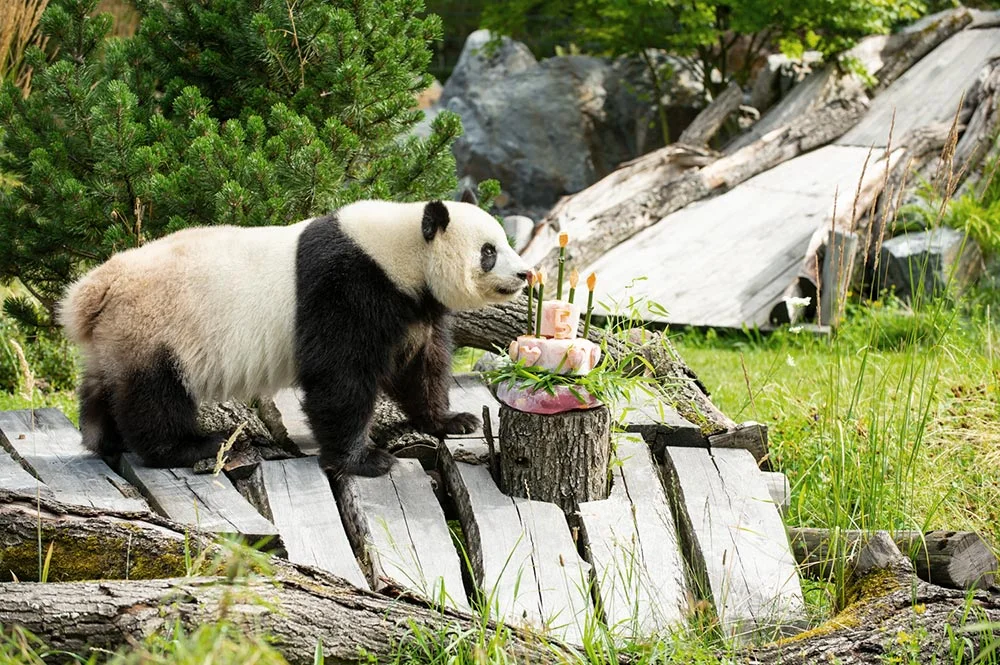 mengmeng_geburtstag.jpg