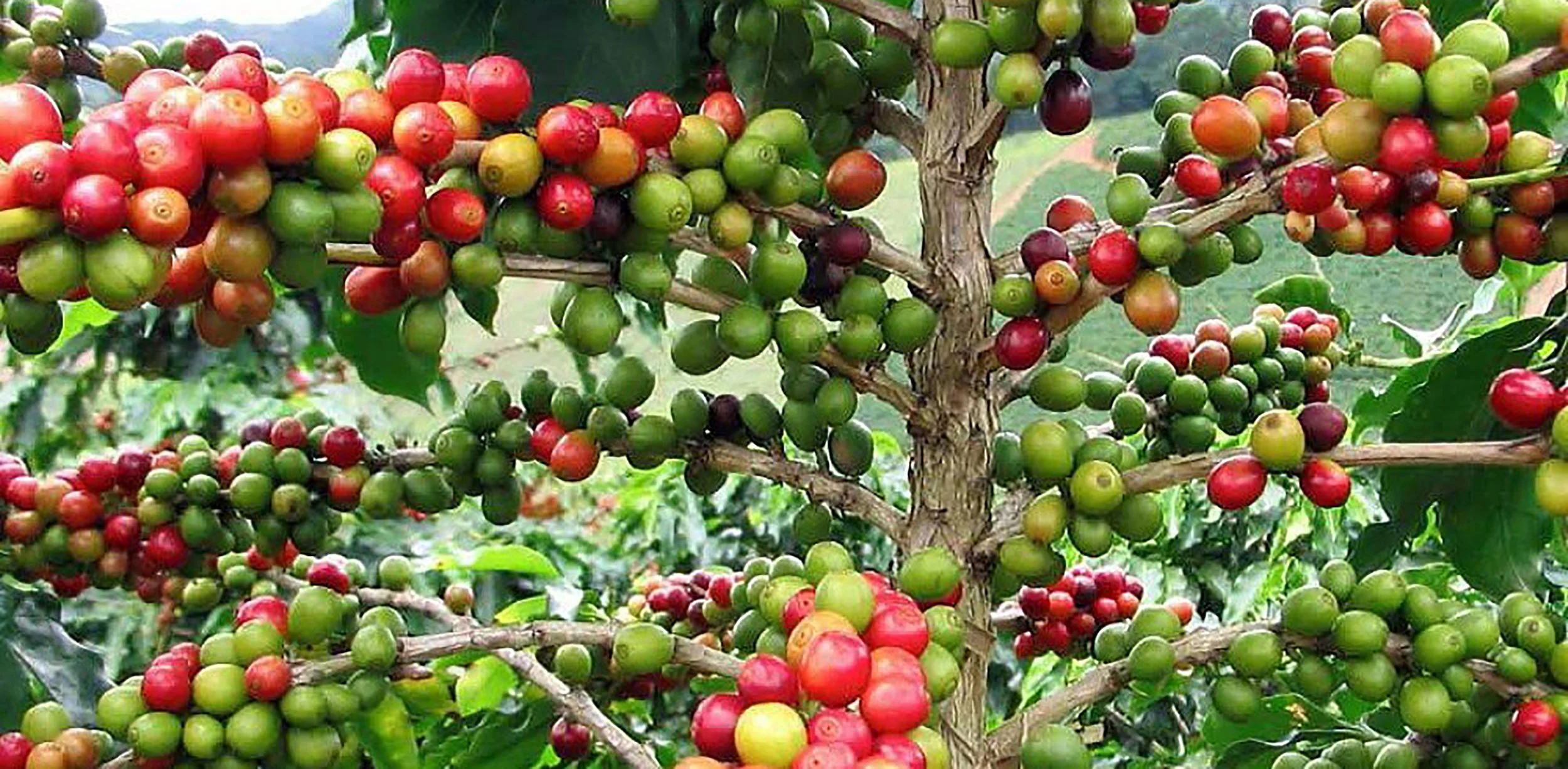 coffee bean tree.jpg