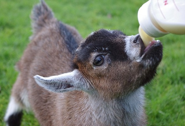 3624672900000578-3683599-Pygmy_goat_Benjamin_drinks_milk_from_a_bottle-a-30_1468186190254.jpg
