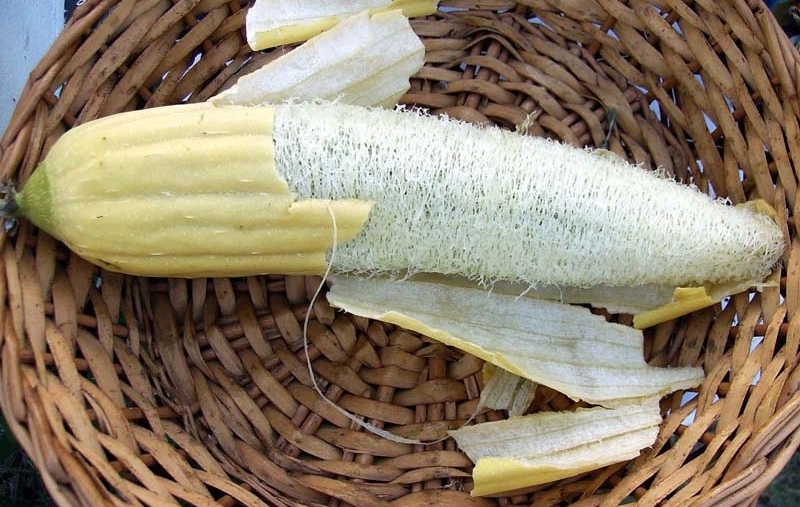 luffa-sm-3.jpg