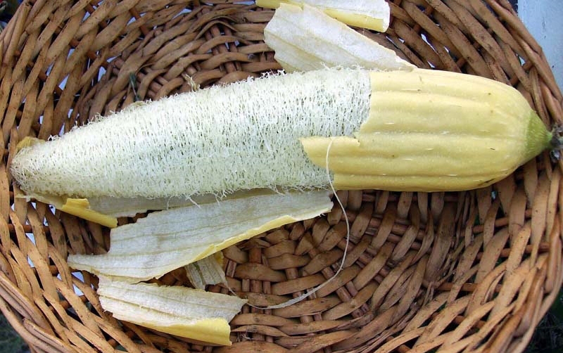 luffa-sm-3.jpg