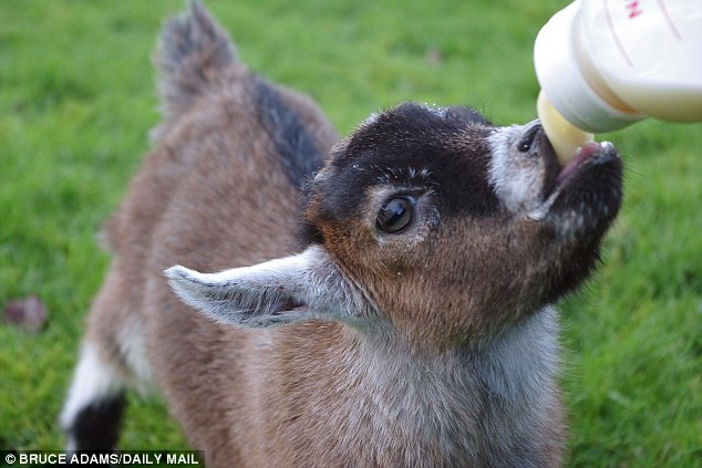3624672900000578-3683599-Pygmy_goat_Benjamin_drinks_milk_from_a_bottle-a-30_1468186190254.jpg