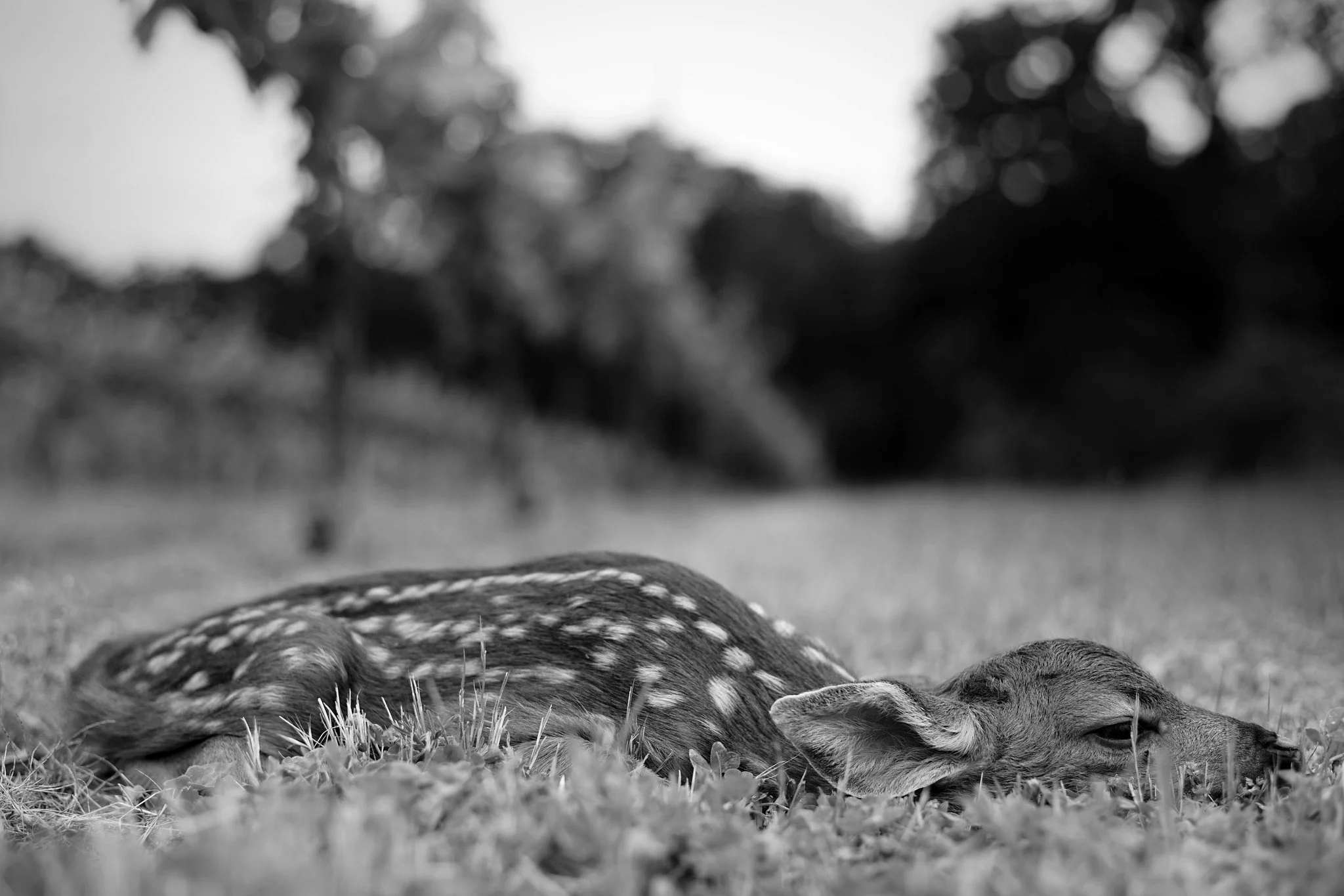 A young deer with a white-spotted coat lying down on the grass, resting in a natural outdoor setting with trees in the background, in black and white.