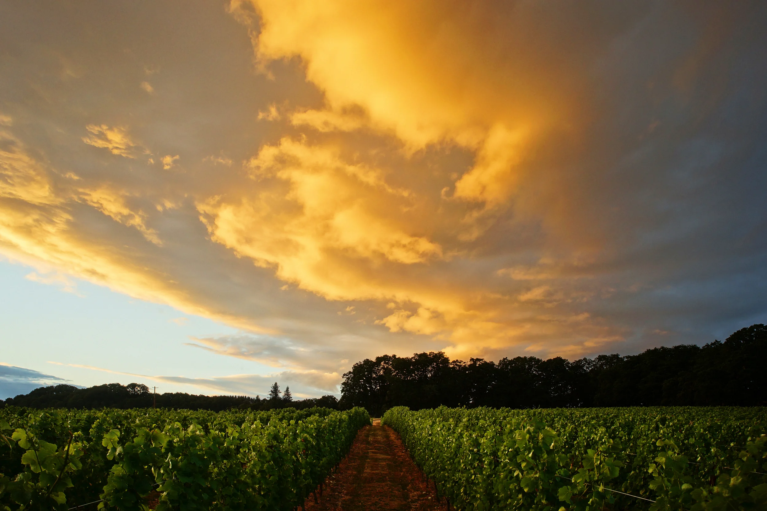 Vineyard rows under a dramatic yellow and orange sunset sky with clouds and silhouettes of trees in the background.