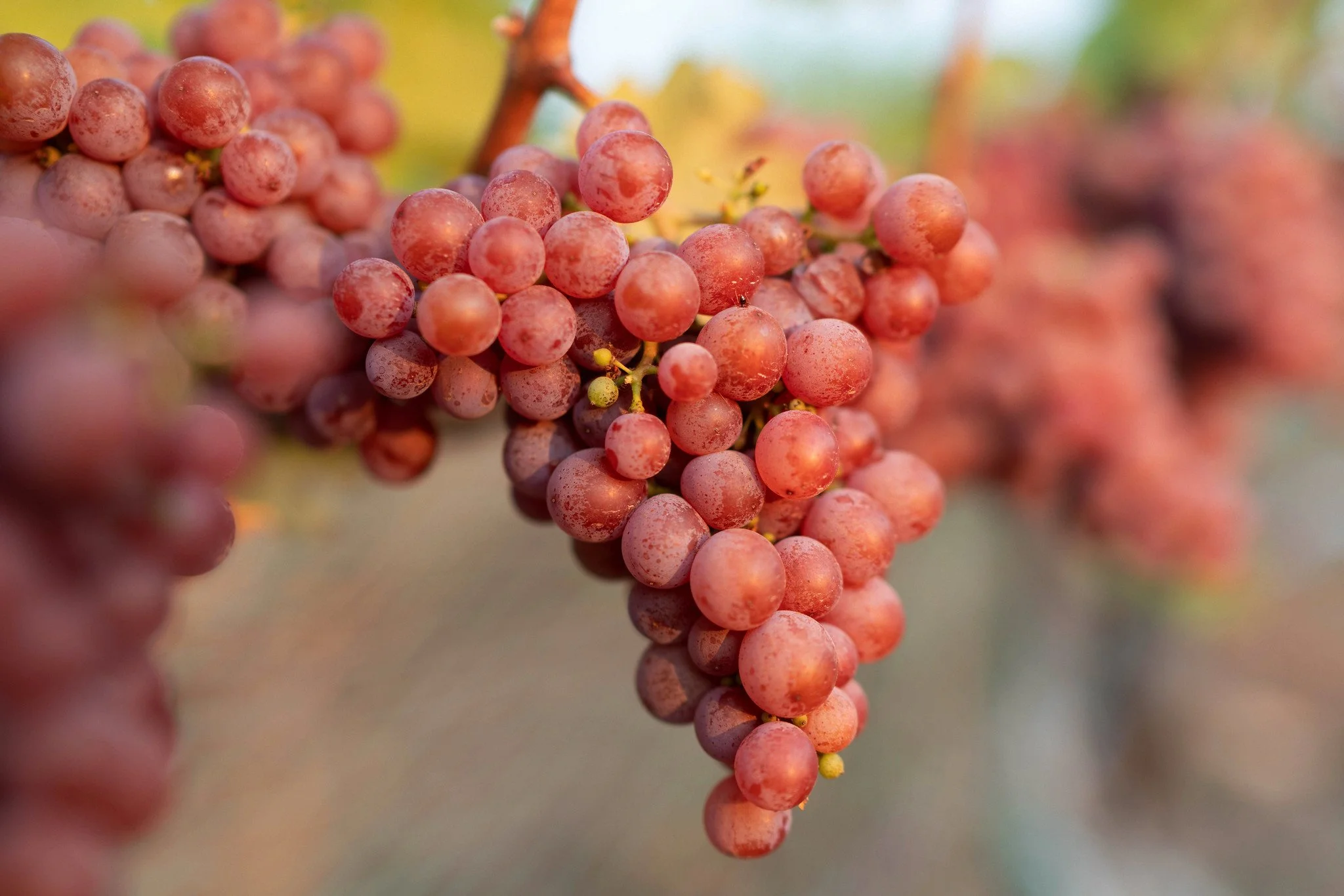 Close-up of a bunch of pink grapes hanging on the vine.