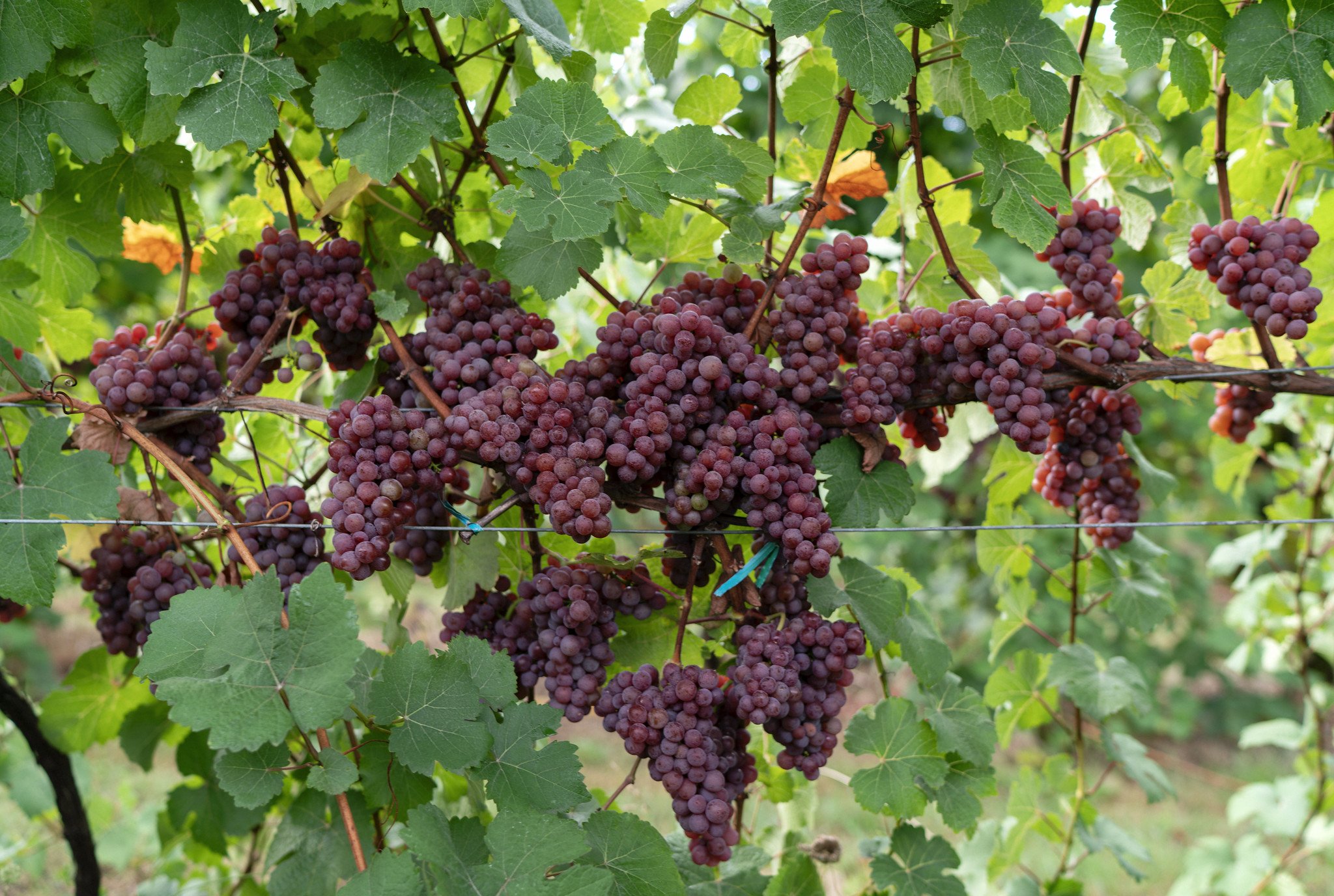 Cluster of Pinot Gris grapes hanging from a vine surrounded by green leaves.