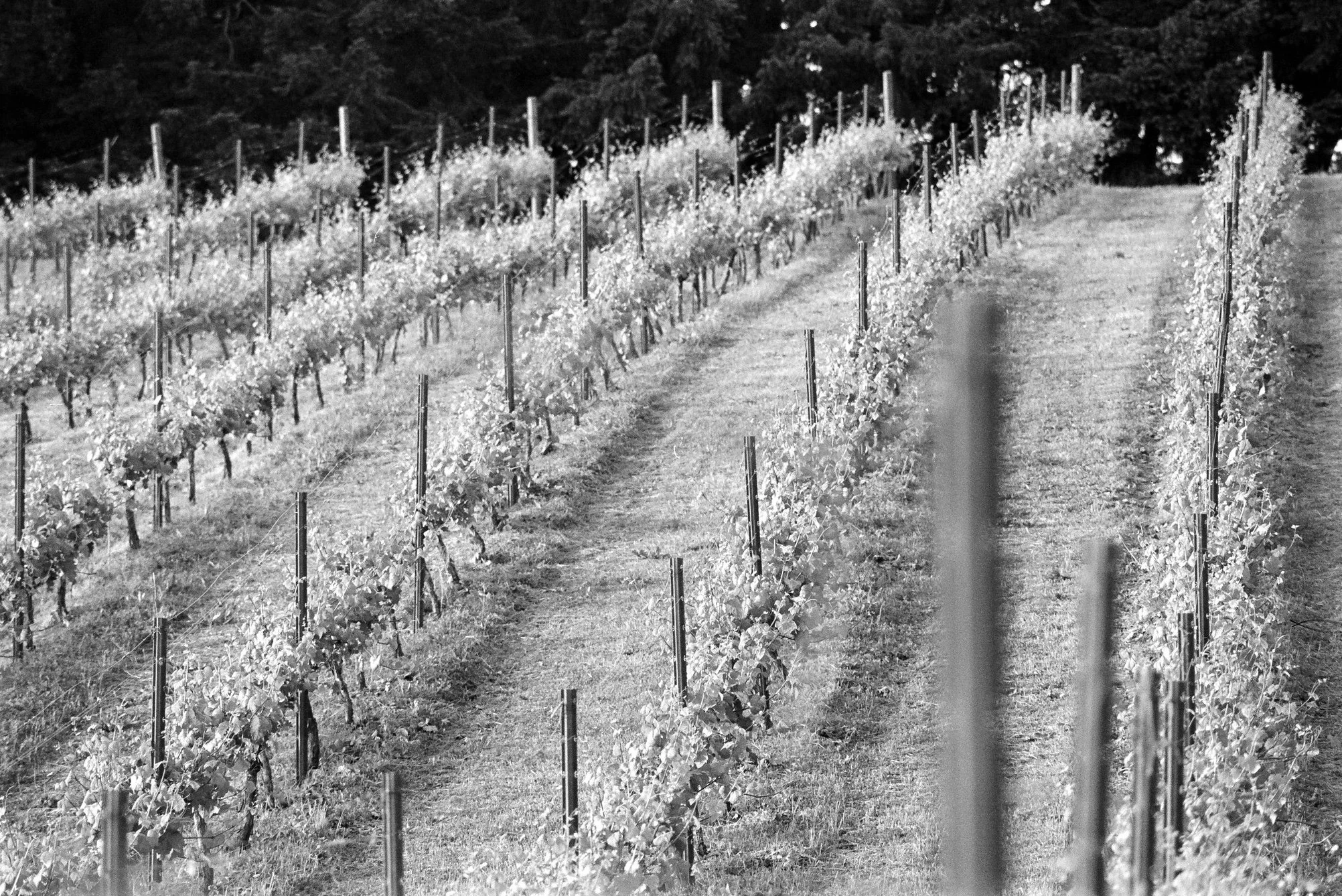 A vineyard with rows of grapevines supported by stakes, stretching up a gentle slope with a backdrop of trees.